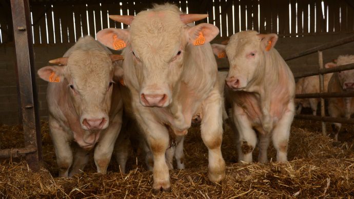 Bovin Viande Articles Traitant Des Bovins Allaitants Et Des Fili Res De